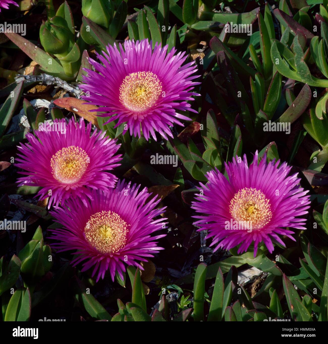 Pigface, ice plant or Hottentot plant (Carpobrotus acinaciformis), Aizoaceae, Caprera island, Sardina, Italy. Stock Photo