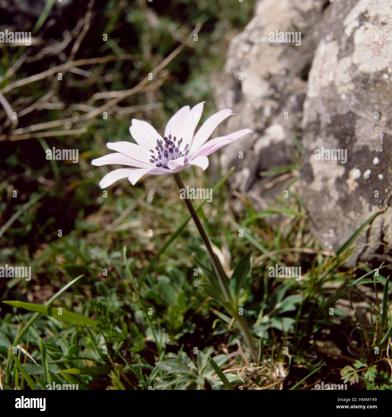 Broad Leaved Anemone (Anemone hortensis), Ranunculaceae, Supramonte of Orgosolo, Gulf of Orosei and Gennargentu National Park, Sardinia, Italy. Stock Photo