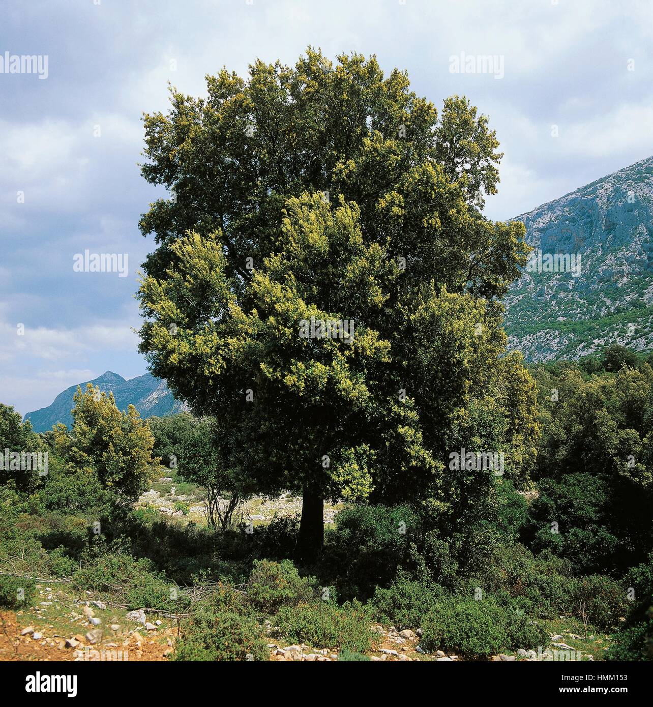 Oak (Quercus ilex), Fagaceae. Sardinia, Italy. Stock Photo