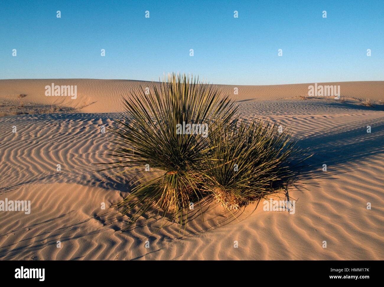 Dunal vegetation, desert, Chihuahua State, Mexico. Stock Photo