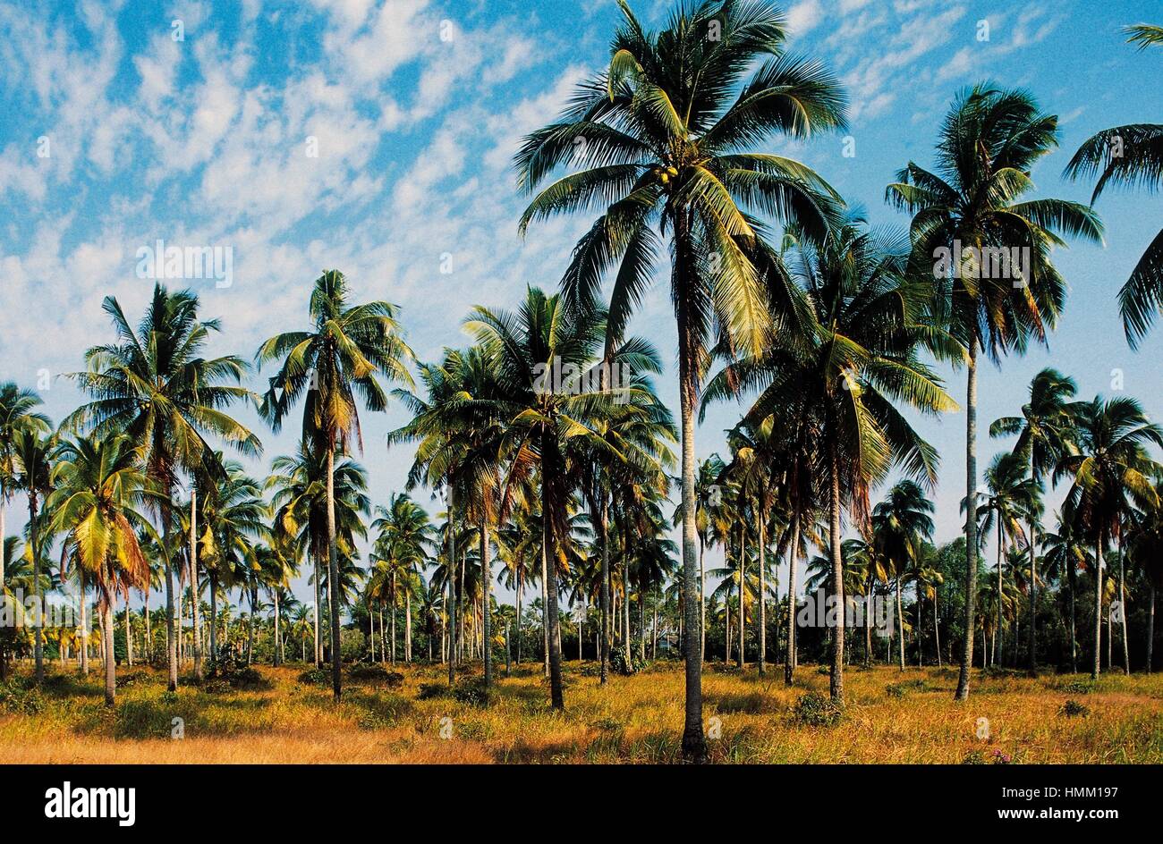 Coconut Palm plantation (Cocos nucifera), Arecaceae, Kota Bharu