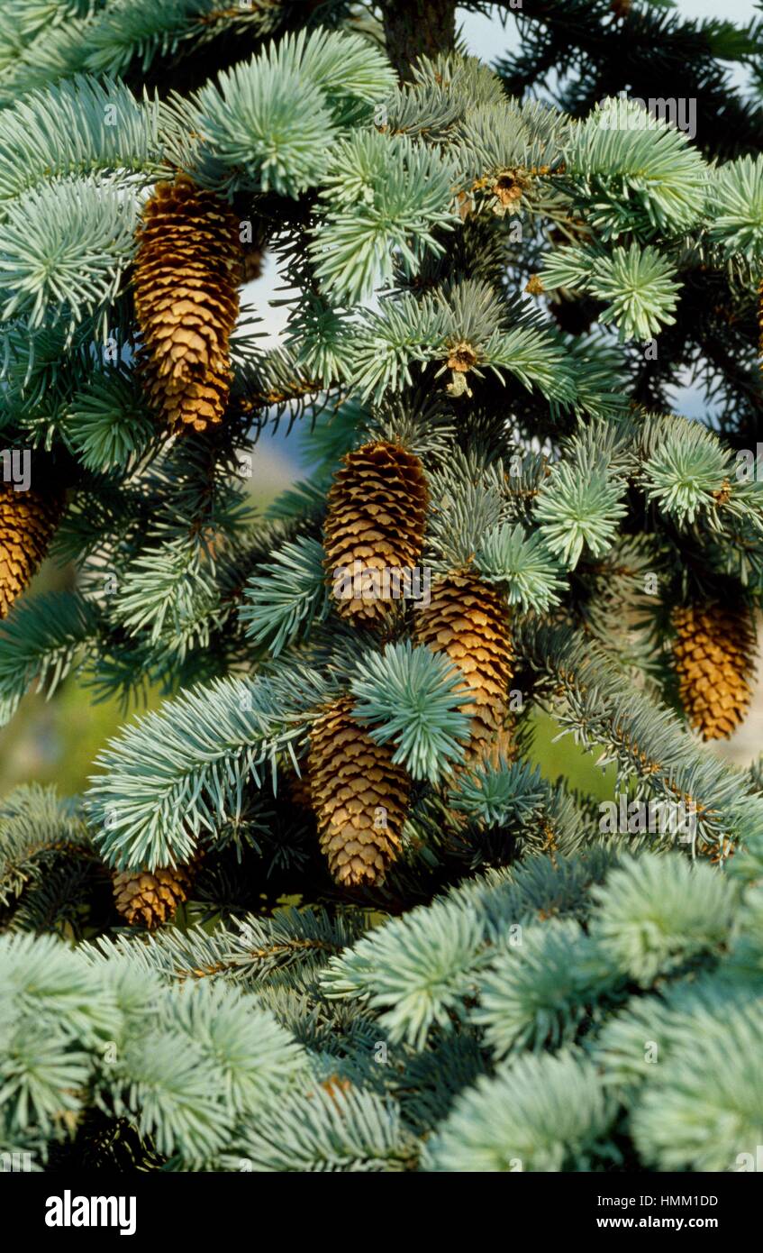 Norway Spruce branch with cones (Picea abies), Pinaceae. Stock Photo