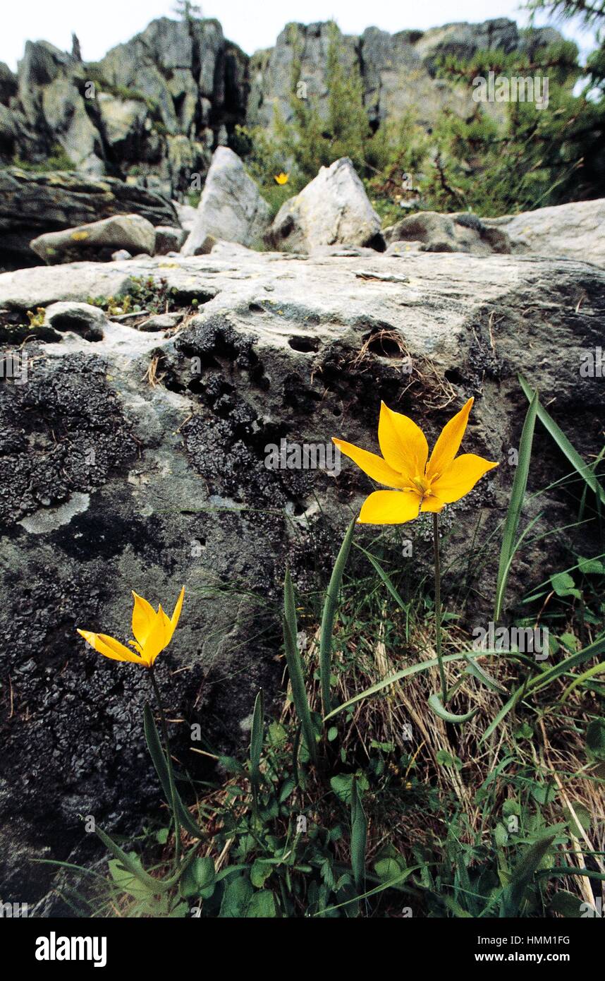 Tulip (Tulipa australis), Liliaceae, Maritime Alps, Italy. Stock Photo