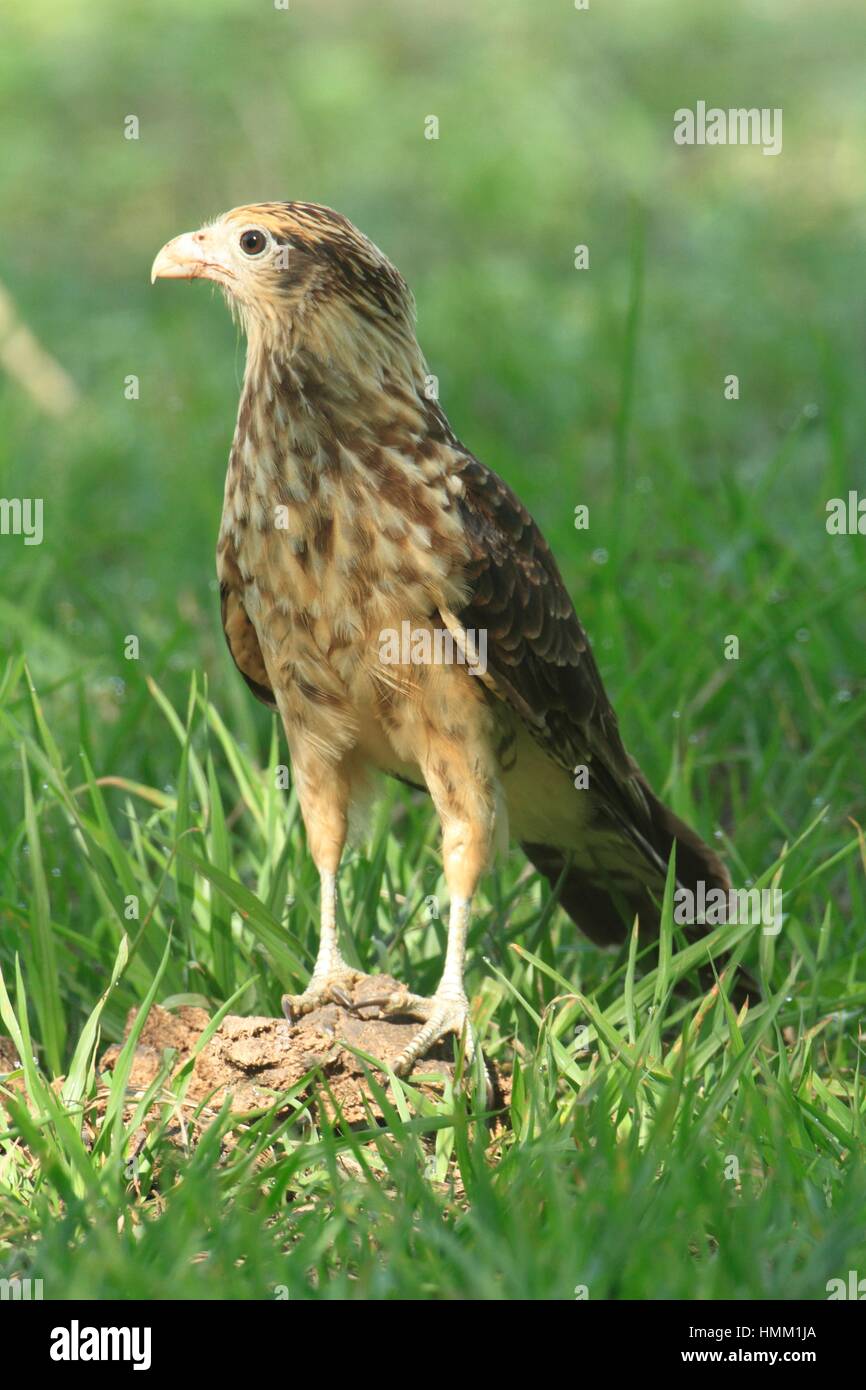 Page 2 - Caracara Costa Rica High Resolution Stock Photography and Images -  Alamy