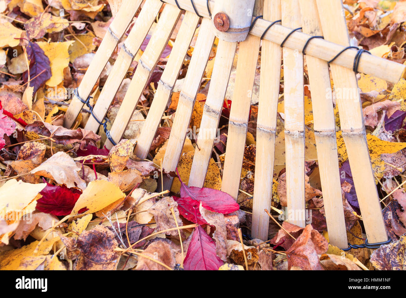 Raking fall leaves from lawn with a bamboo leaf rake in autumn, France