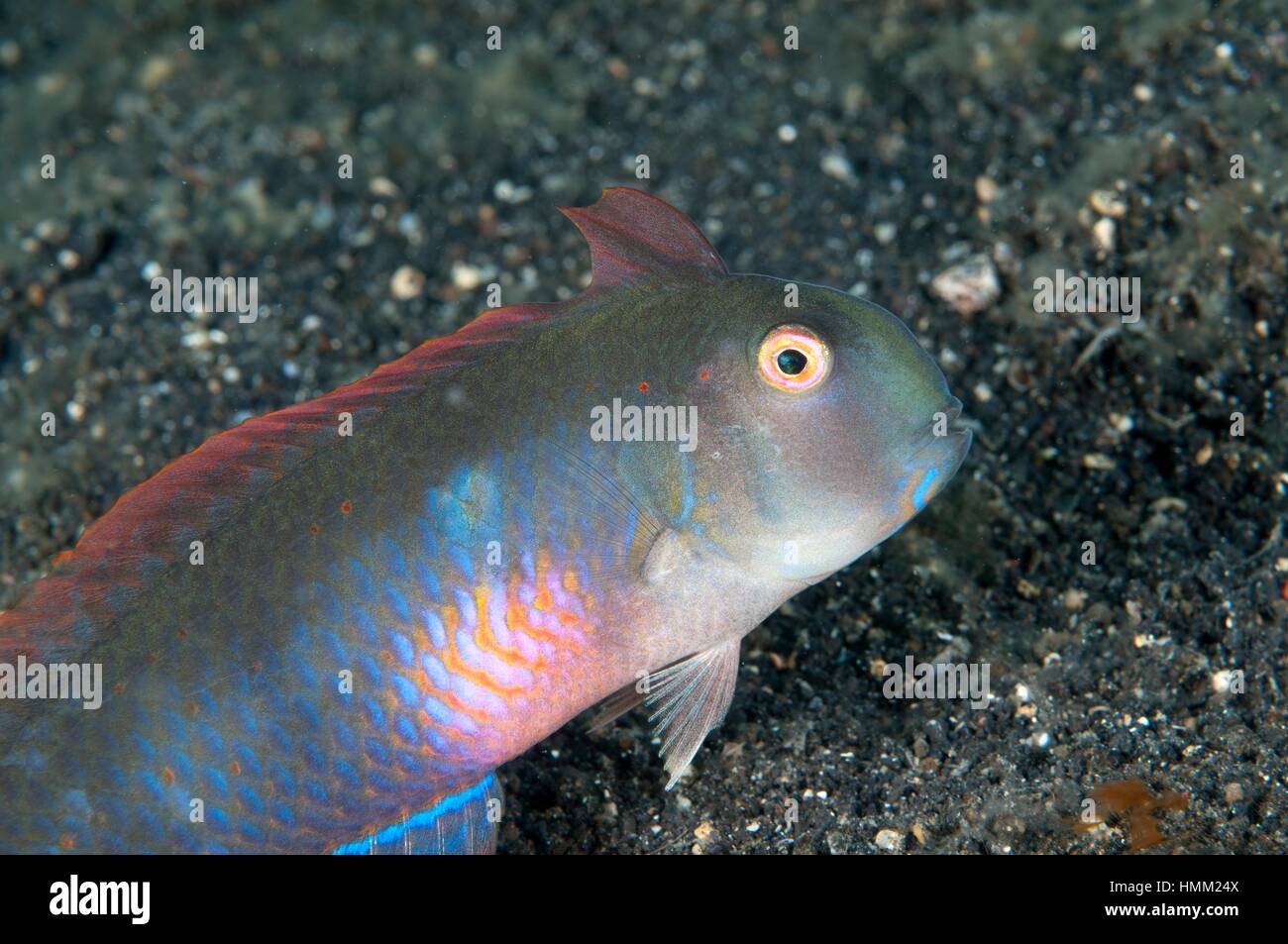 Xyrichtys sp hires stock photography and images Alamy