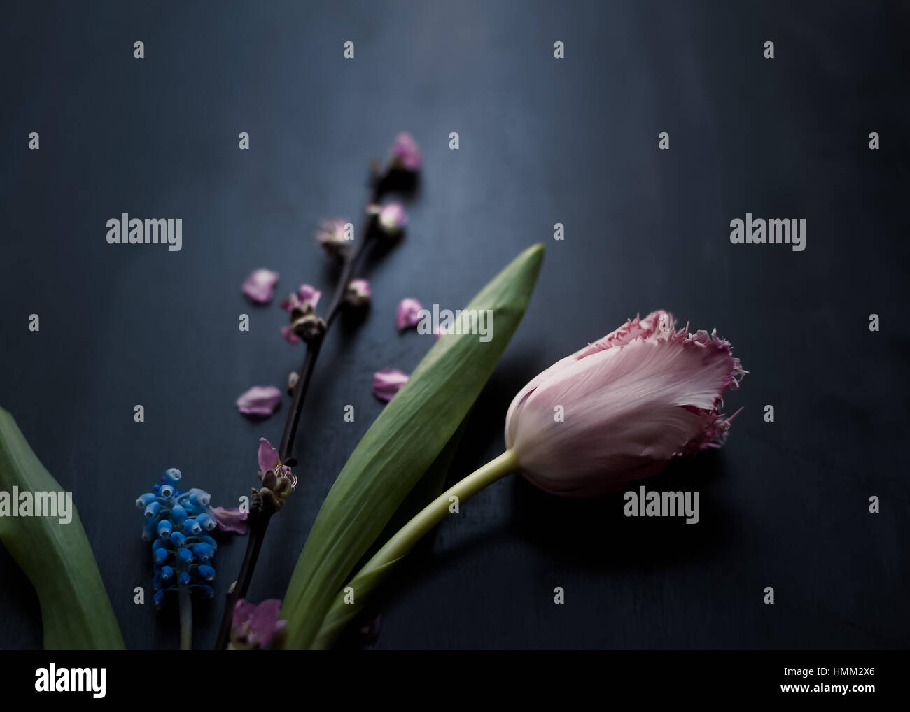 styled still life of pink parrot frilled tulip cherry blossom and muscari arranged on a dark painted backdrop in natural light Stock Photo
