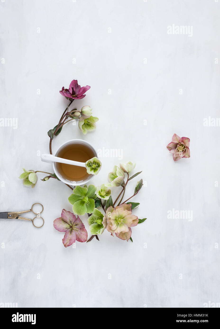 Flat lay of hellebores and teacup on a painted white and grey backdrop styled and photographed in natural light Stock Photo