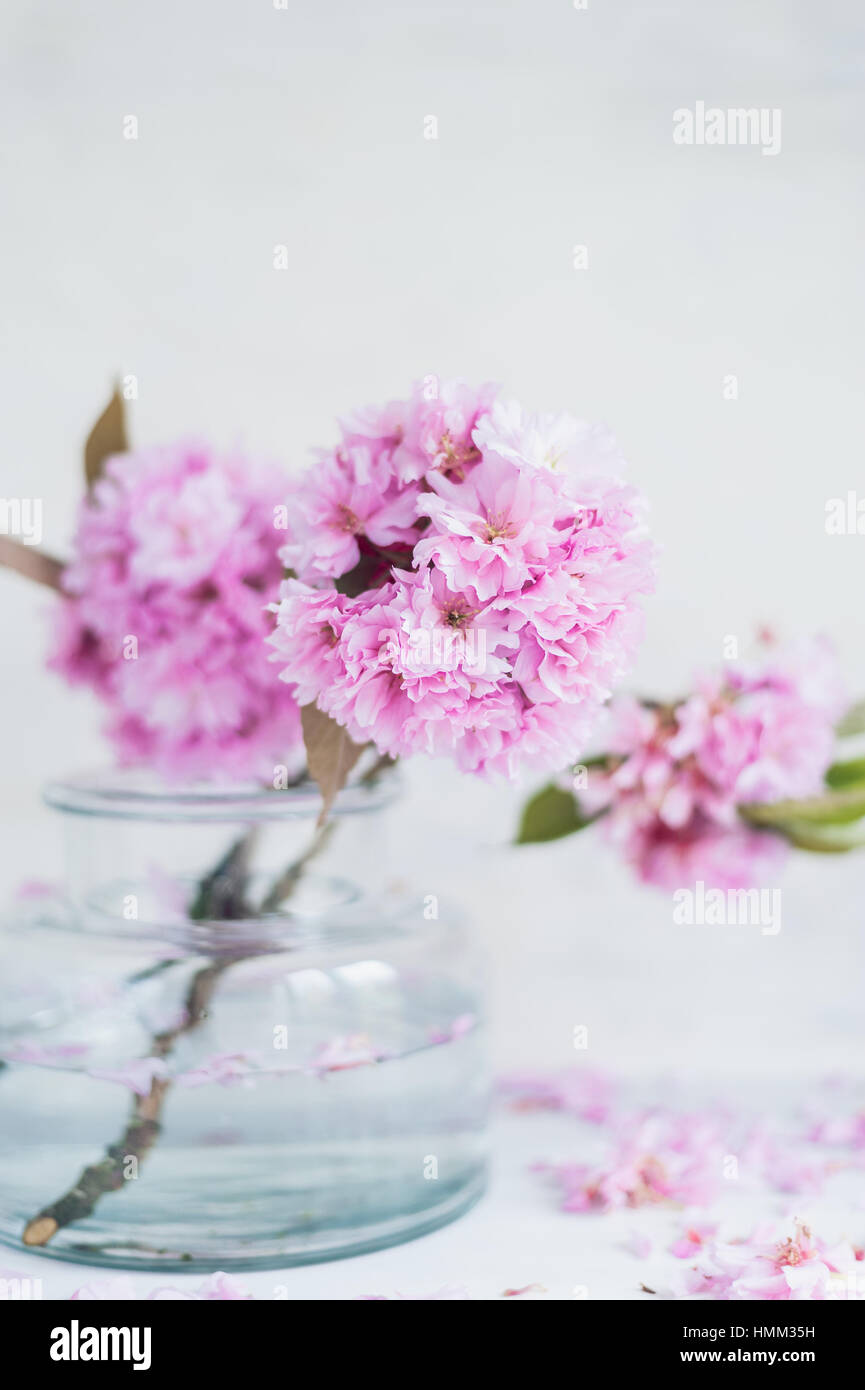 Branches of Japanese cherry blossom in a glass vase, photographed indoor against a pale backdrop Stock Photo