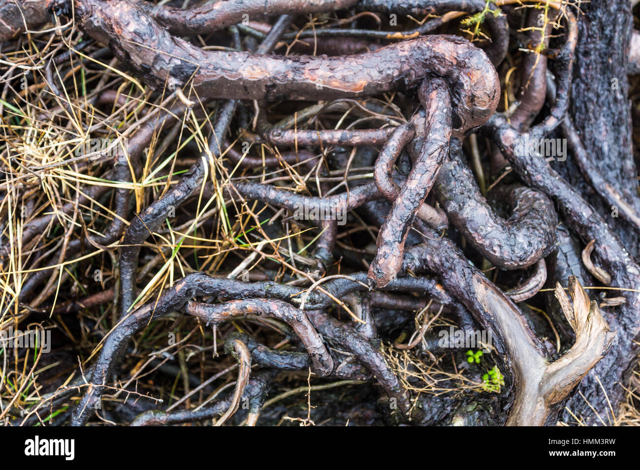 Rain in the woods hi-res stock photography and images - Alamy