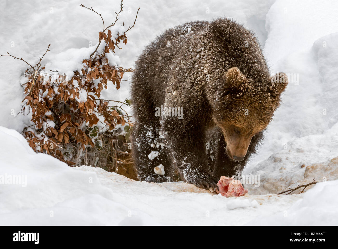 One year old brown bear cub (Ursus arctos arctos) playing with knuckle bone in front of den in the snow in winter Stock Photo