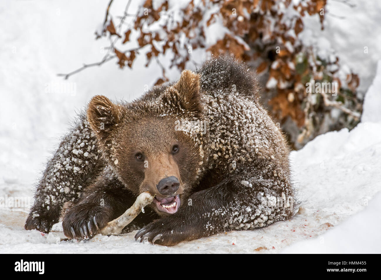 One year old brown bear cub (Ursus arctos arctos) gnawing on knuckle bone in front of den in the snow in winter Stock Photo