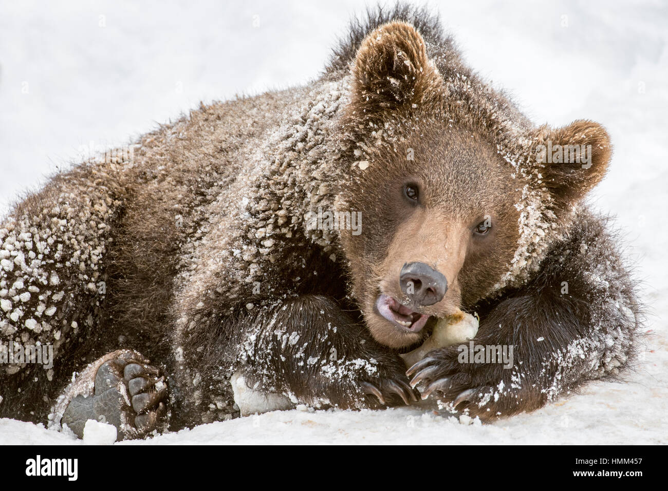 One year old brown bear cub (Ursus arctos arctos) gnawing on knuckle bone in the snow in winter Stock Photo