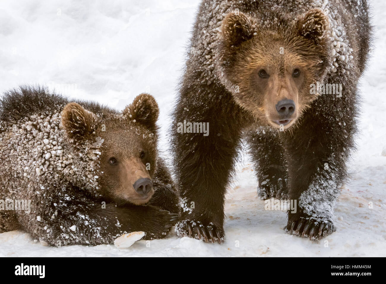 Close up portrait of two 1-year old  brown bear cubs (Ursus arctos arctos) in the snow in winter Stock Photo