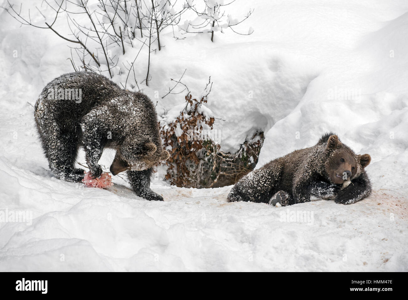 Twin One year old brown bear cubs (Ursus arctos arctos) playing with