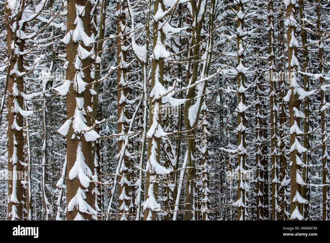 Norway spruce trees (Picea abies) in coniferous forest showing trunks and branches covered in snow in winter Stock Photo