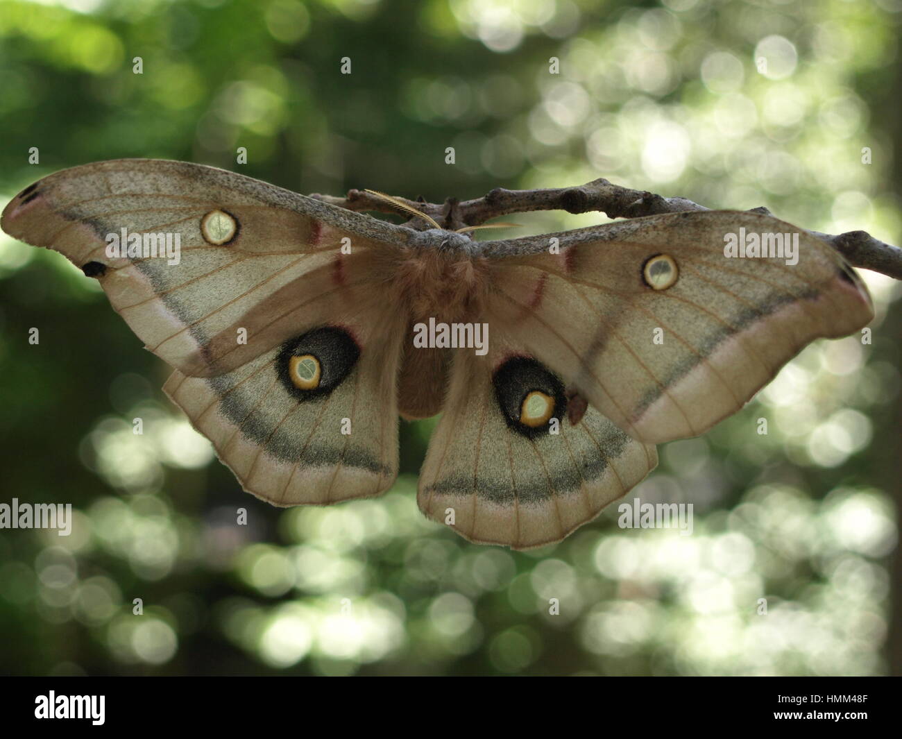 Large Moths Of Maryland
