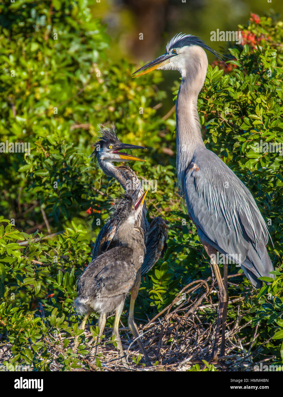 Great Blue Heron mother and chicks at the Venice Rookery in Venice