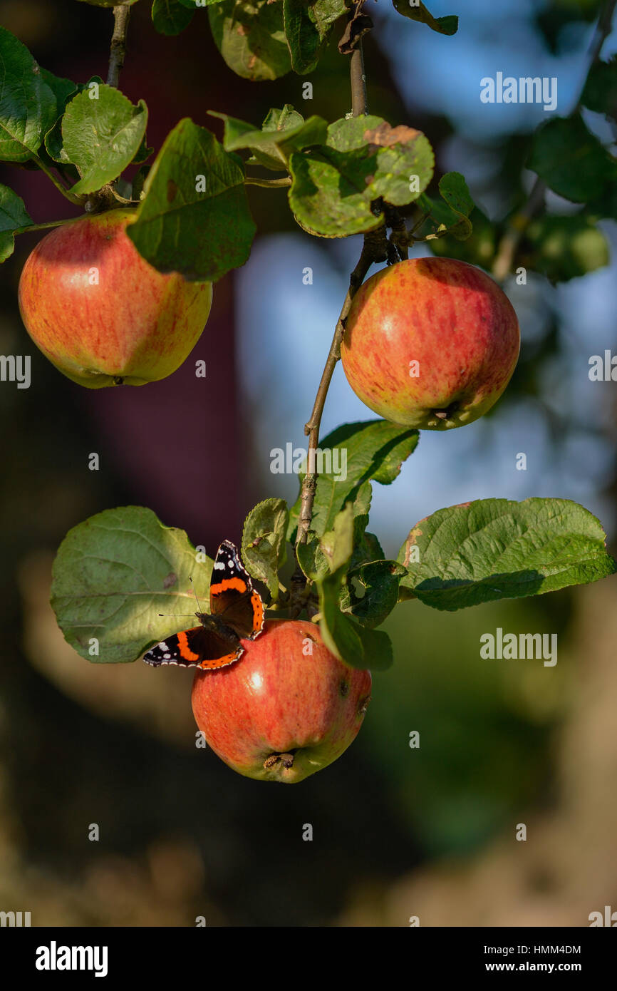 Food butterfly hires stock photography and images Alamy