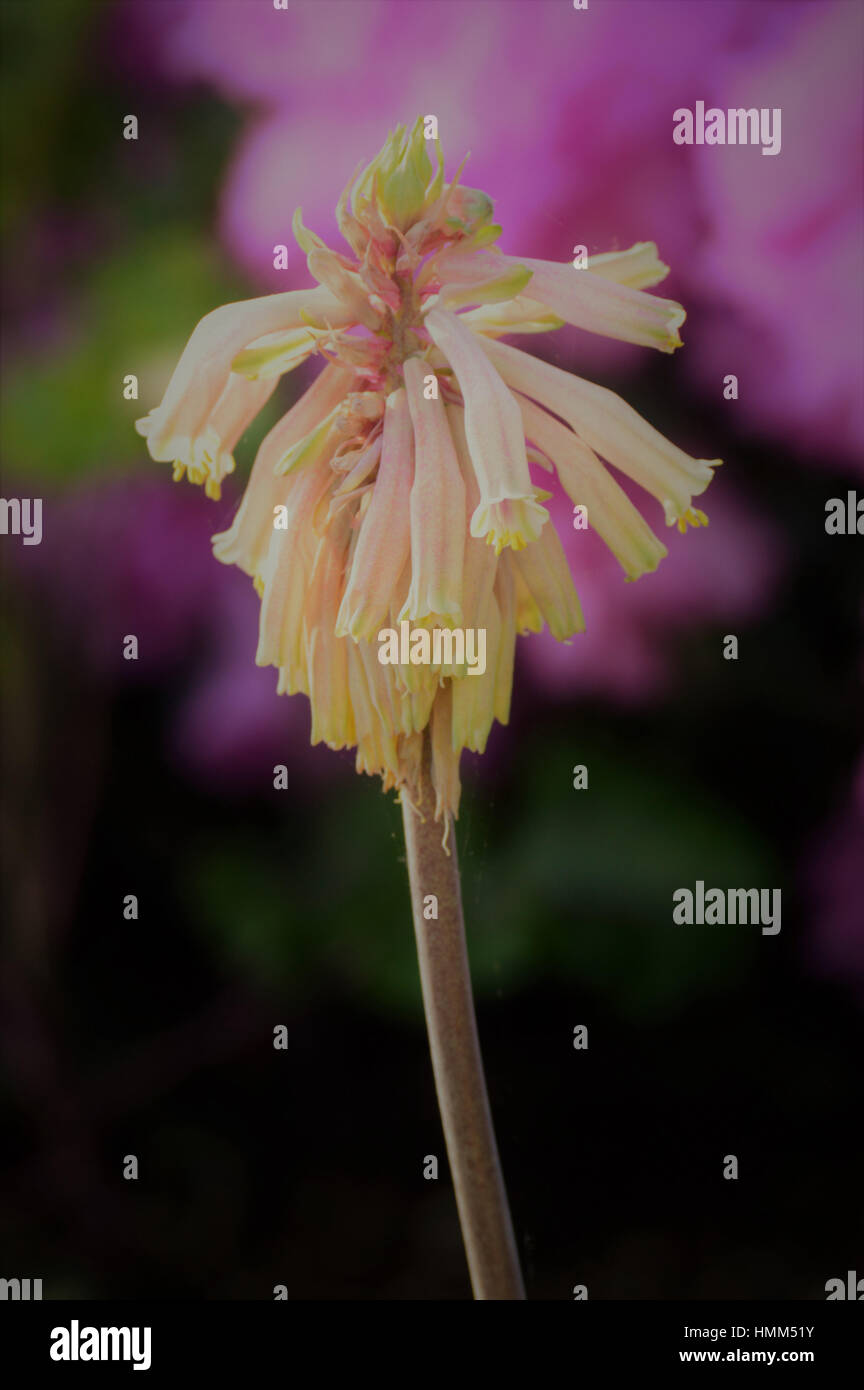 Purple flower in the garden Stock Photo - Alamy