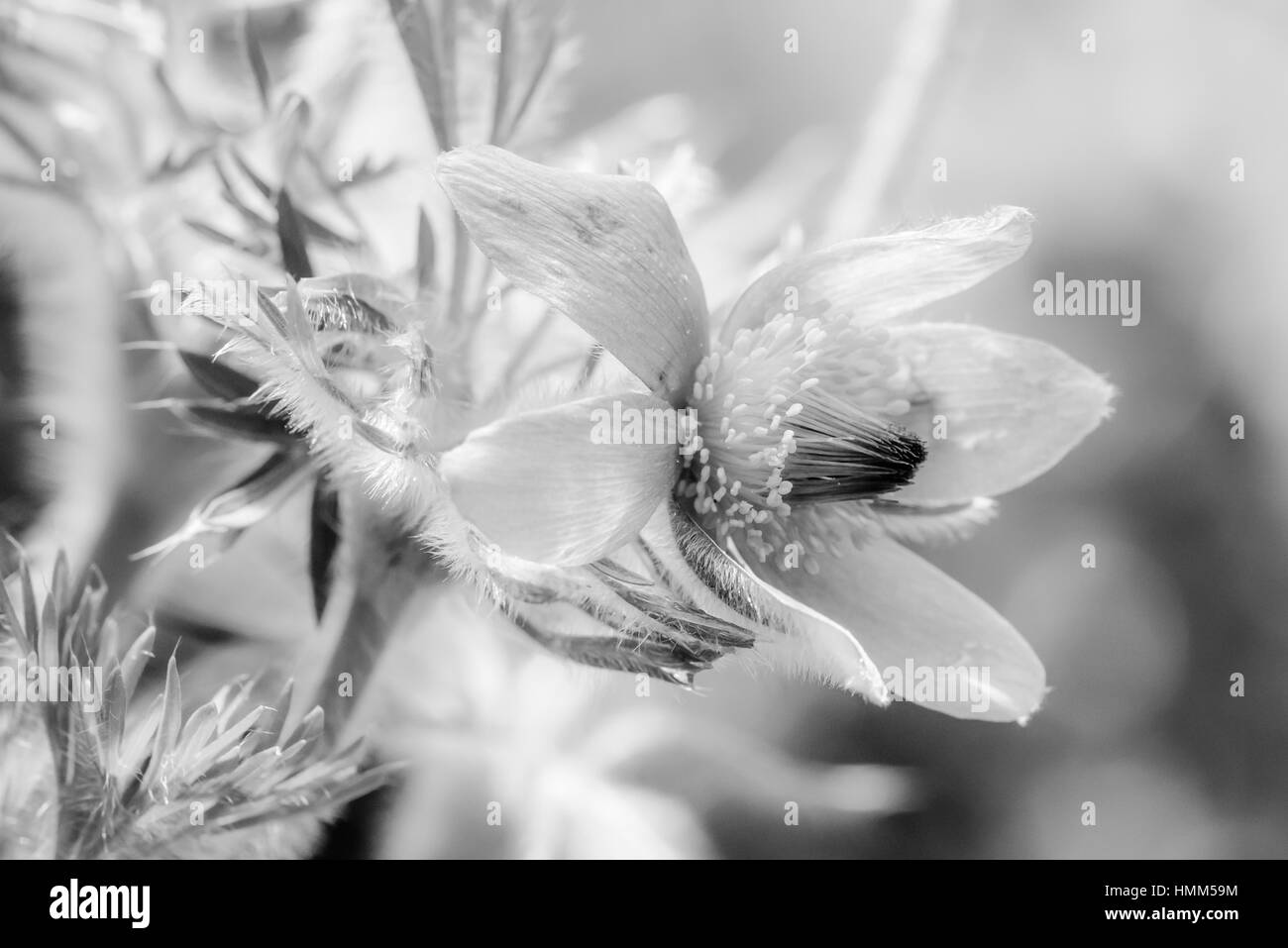 Monochrome pasque flower, fine art outdoor artful portrait of a single bloom in high key black and white Stock Photo