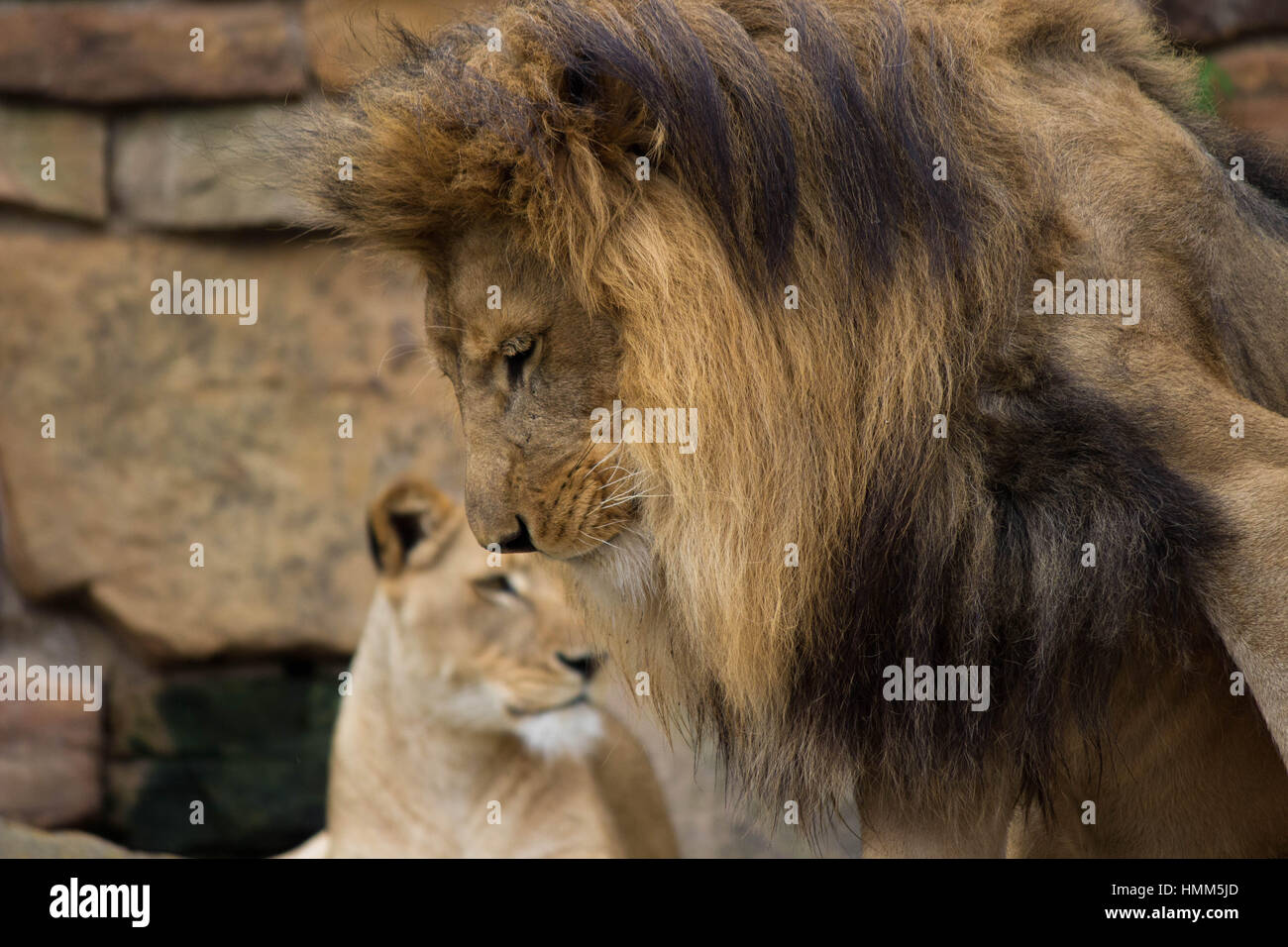 Male lion head shot profile hi-res stock photography and images - Alamy