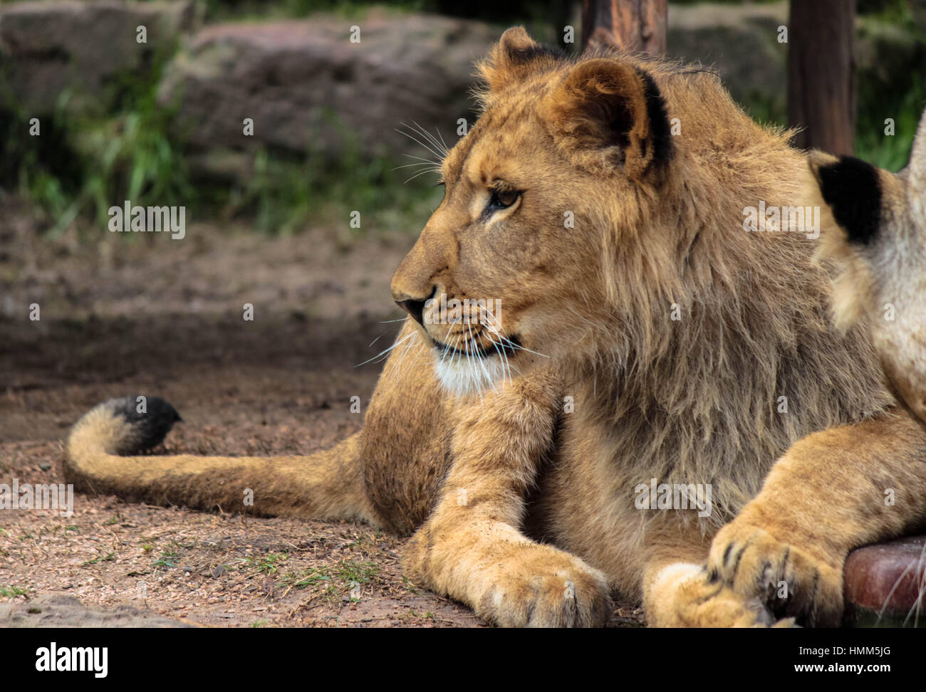 Male lion head shot profile hi-res stock photography and images - Alamy