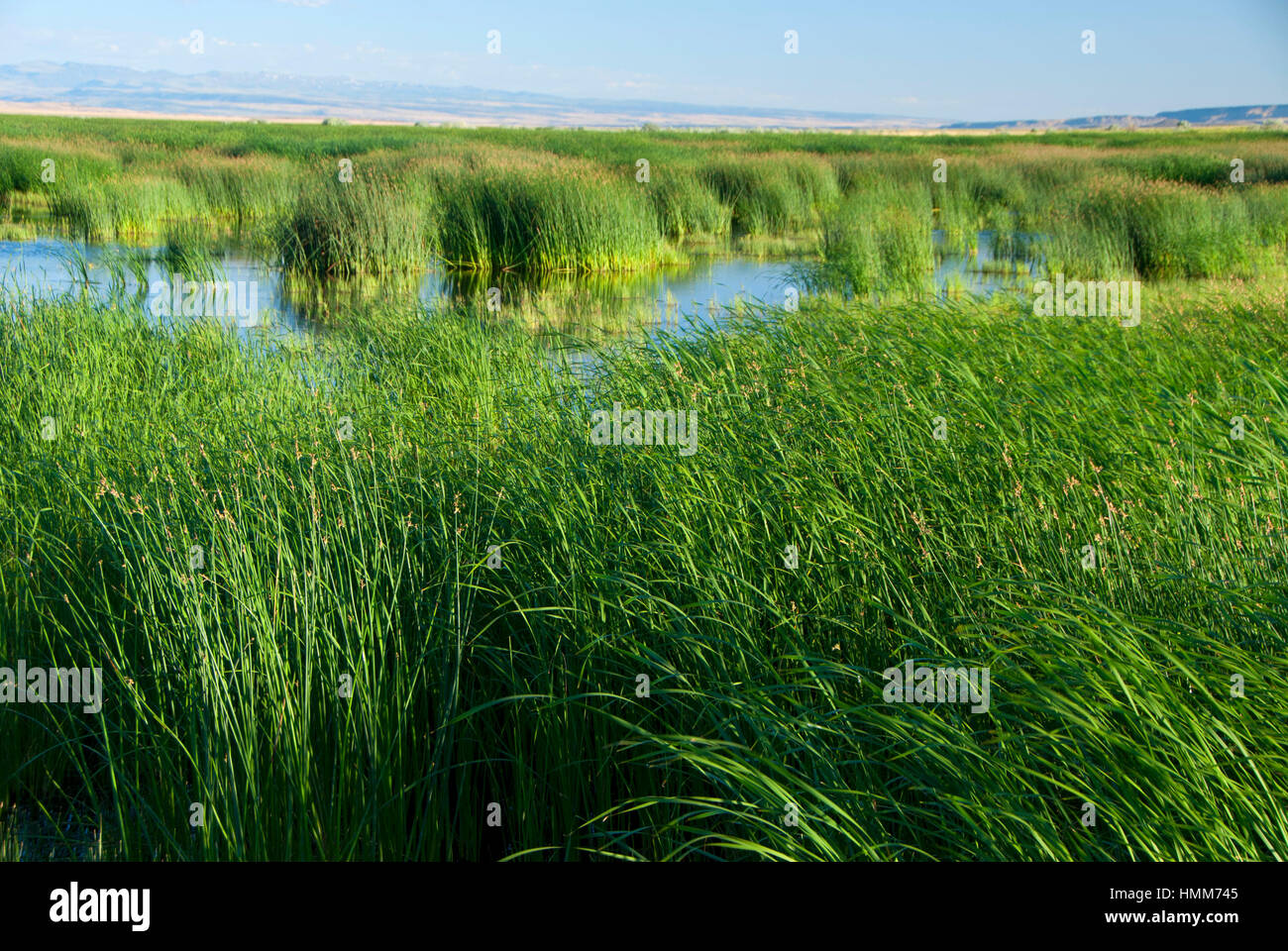 Malheur Lake edge, Malheur National Wildlife Refuge, Oregon Stock Photo ...