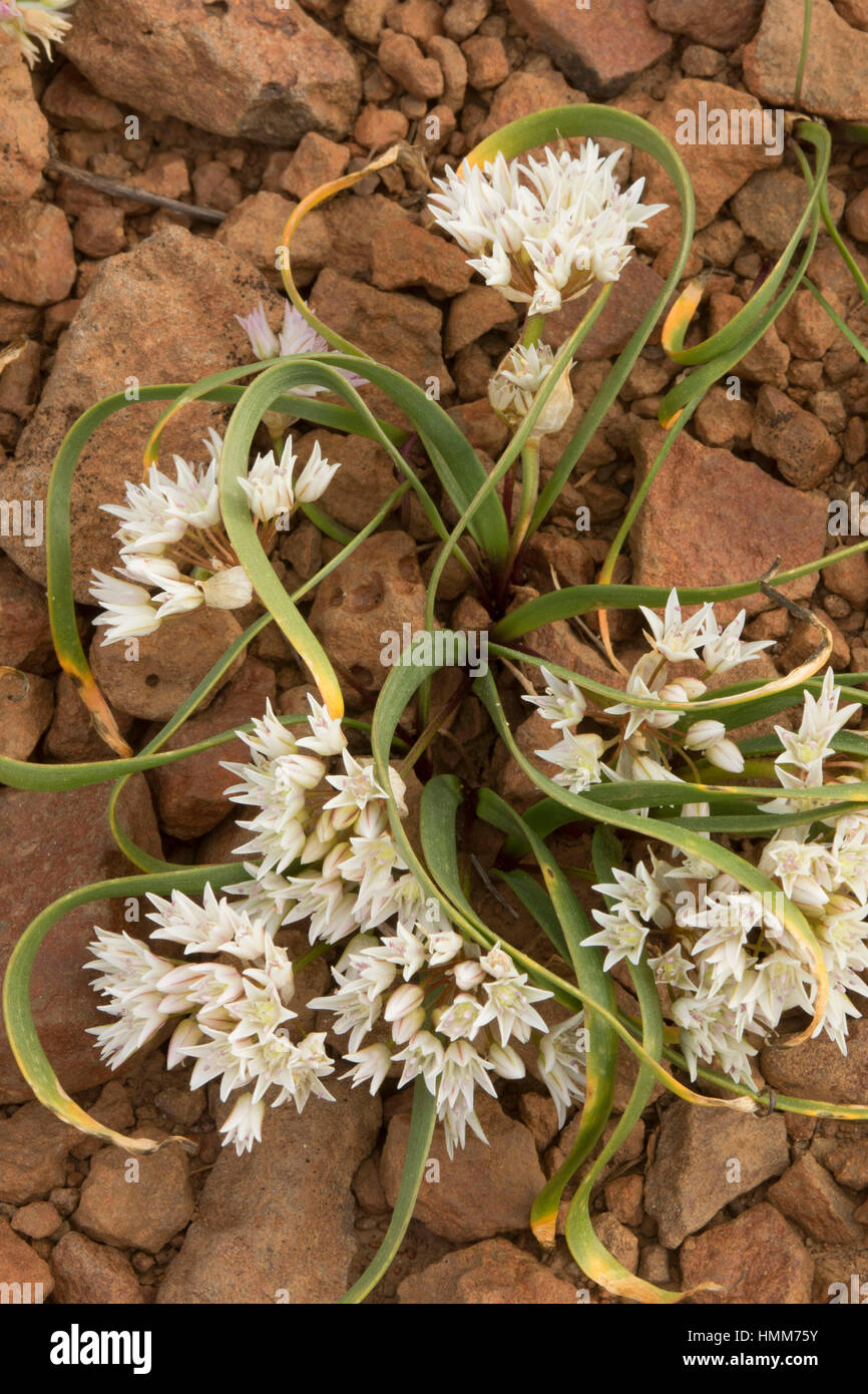 Wild onion hires stock photography and images Alamy