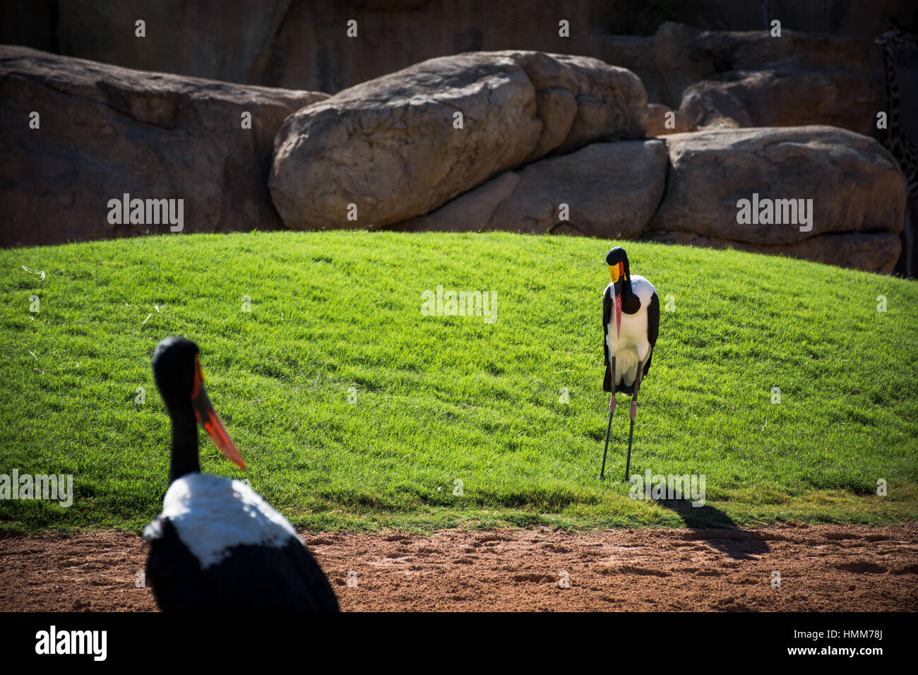 Pair of African Saddle-billed Storks Stock Photo - Alamy