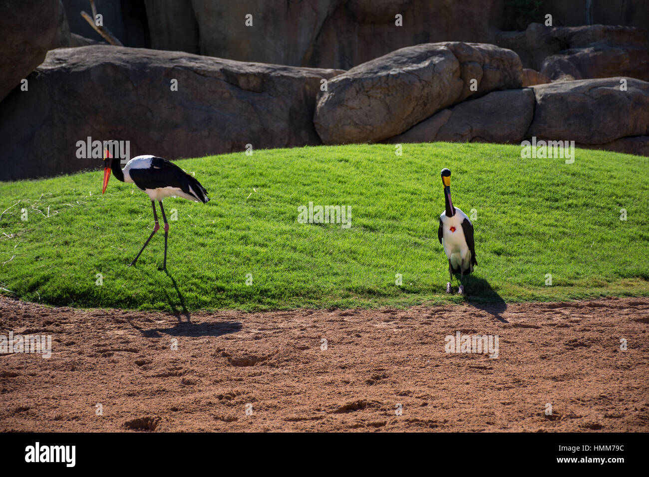 Pair of African Saddle-billed Storks Stock Photo - Alamy