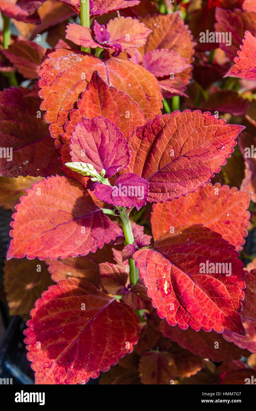 Coleus plants with colorful leaves Stock Photo