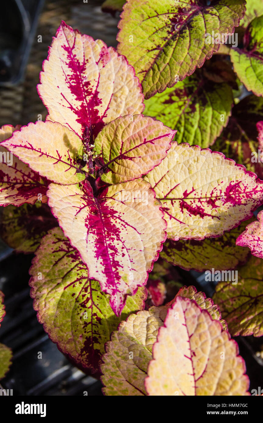 Coleus plants with colorful leaves Stock Photo