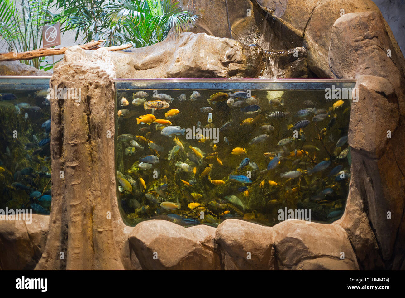 Rift Valley Cichlids aquarium in African rainforest exhibit at the Calgary Zoo Stock Photo