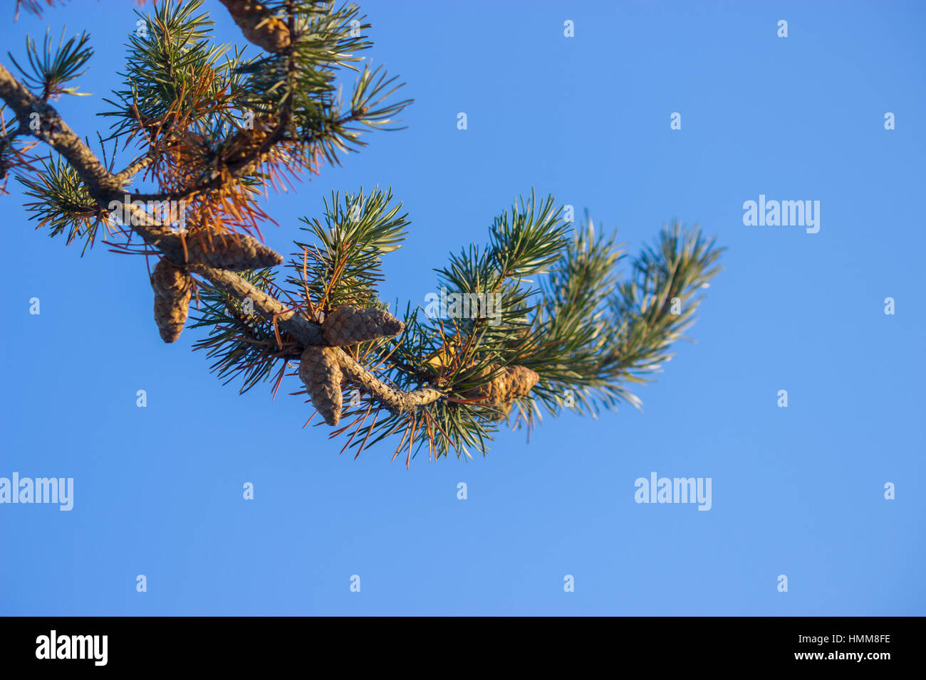 close up of the christmas tree brunch with cones Stock Photo