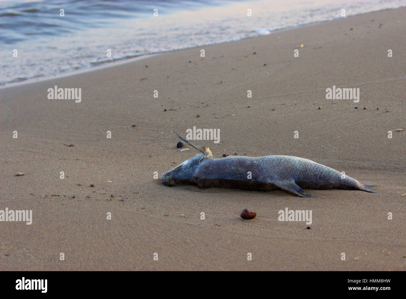 Dead fish on the beach. ecology concept Stock Photo - Alamy