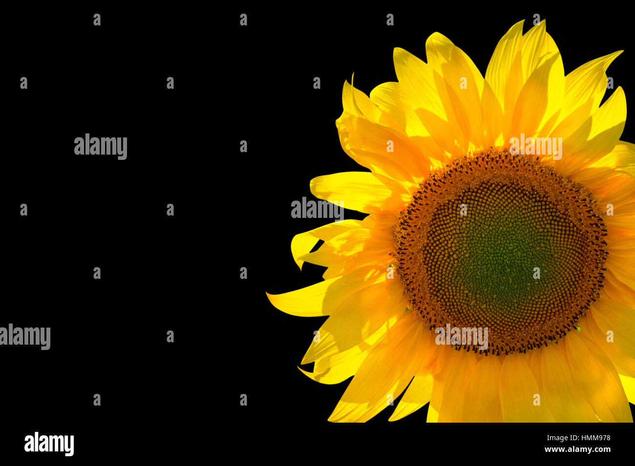 Sunflower isolated on black background with copy space Stock Photo - Alamy