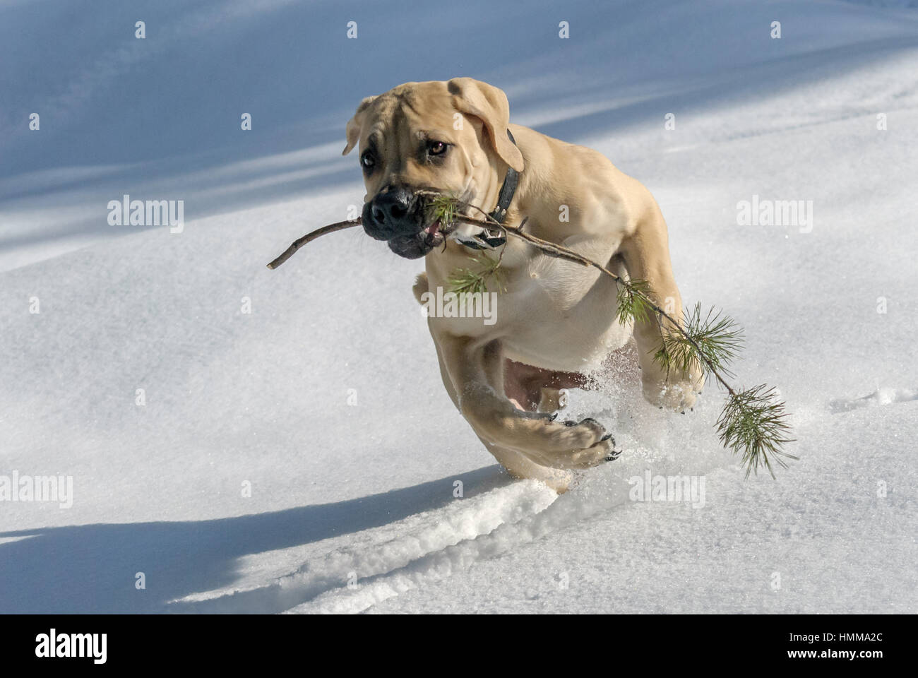 Dog Boerboel / Boerbull / South African Mastiff. Stock Photo