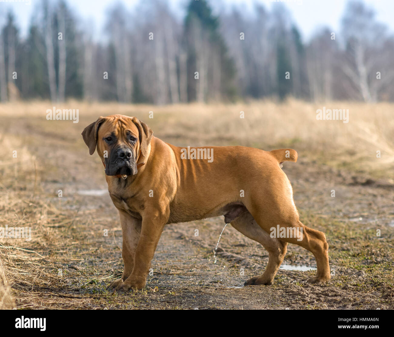 Dog Boerboel / Boerbull / South African Mastiff Stock Photo - Alamy