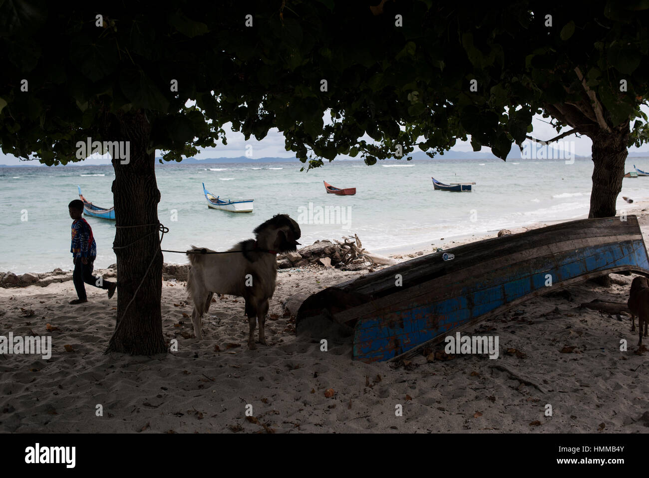 A goat tied up on a tree in tropical beach of Pulau Weh, Banda Aceh, Sumatra, Indonesia. Stock Photo