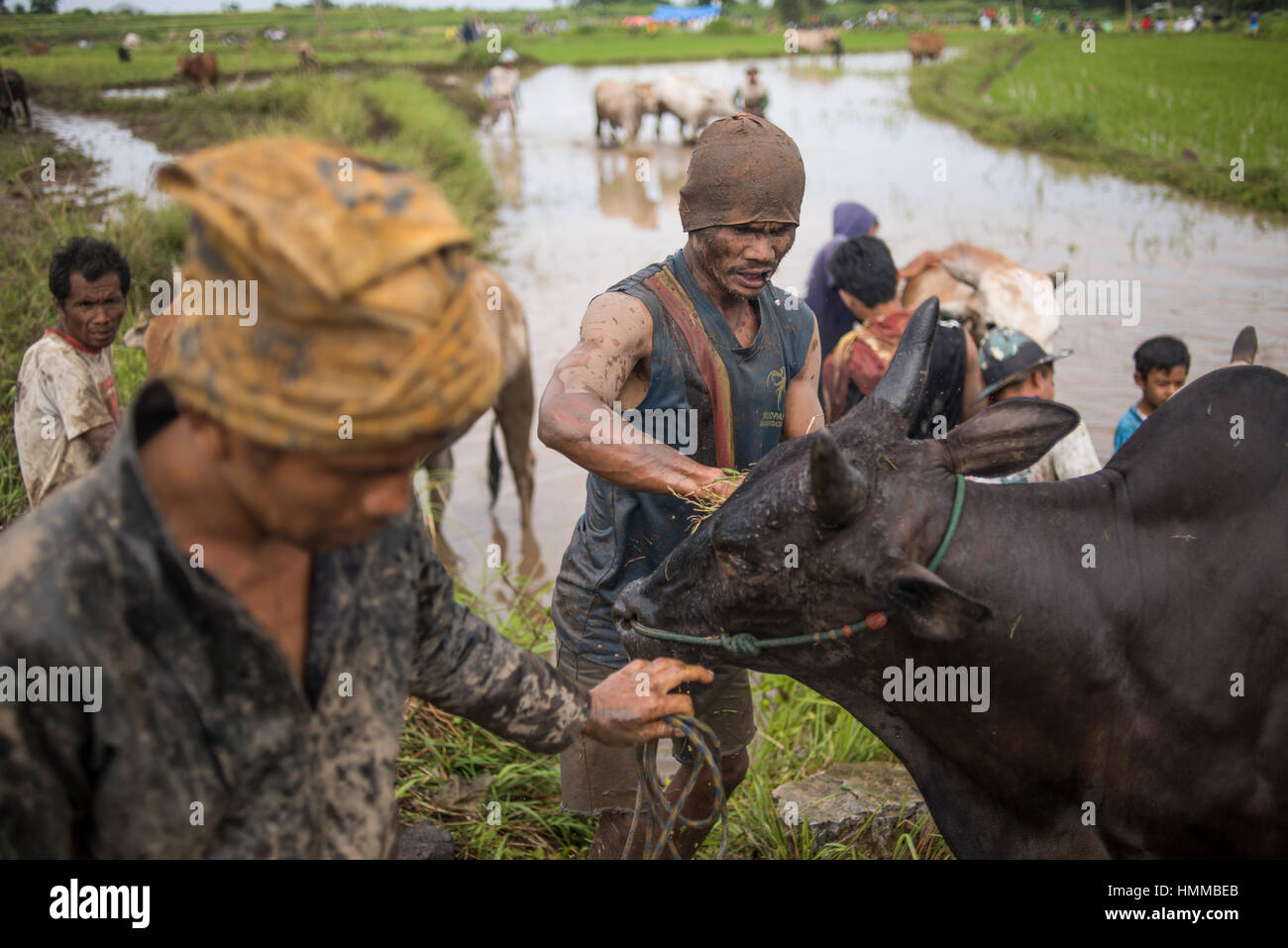 Cow Racers (pacu Jawi) preparing the animals before the race, West ...