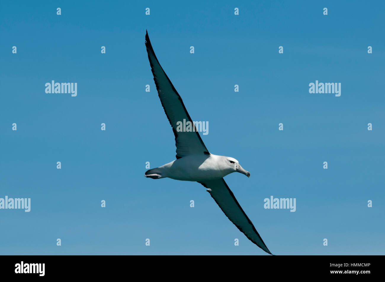 Shy Mollymawk flying over the Pacific Ocean near the coast of Kaikoura in New Zealand.  Ein Weißkappen-Albatros fliegt über dem Pazifik vor der Küste  Stock Photo