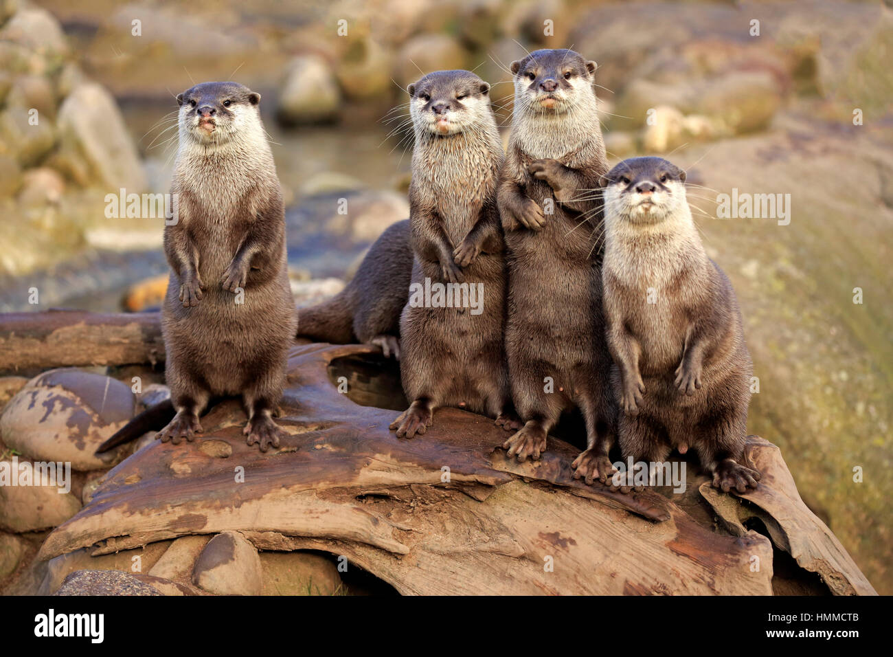 Oriental small-clawed Otter, (Amblonyx cinerea), group of adults standing upright, alert, Asia Stock Photo