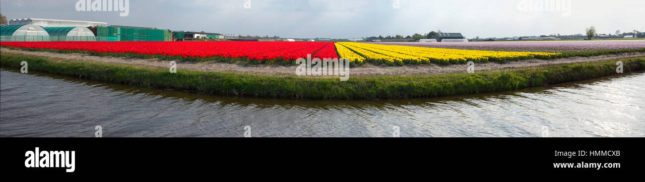 Blooming tulip fields in a dutch landscape in the Netherlands Stock ...