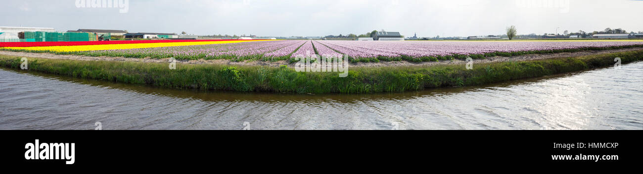 Blooming tulip fields in a dutch landscape in the Netherlands Stock ...
