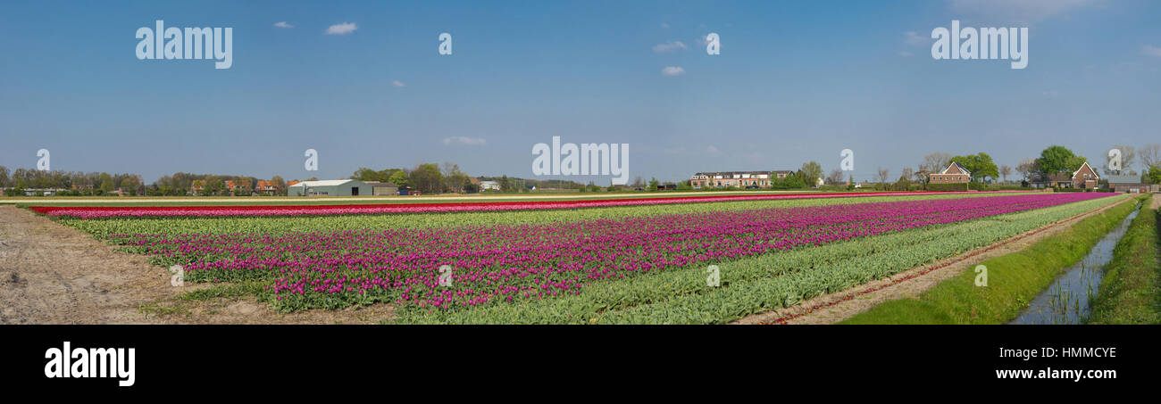 Blooming tulip fields in a dutch landscape in the Netherlands Stock ...