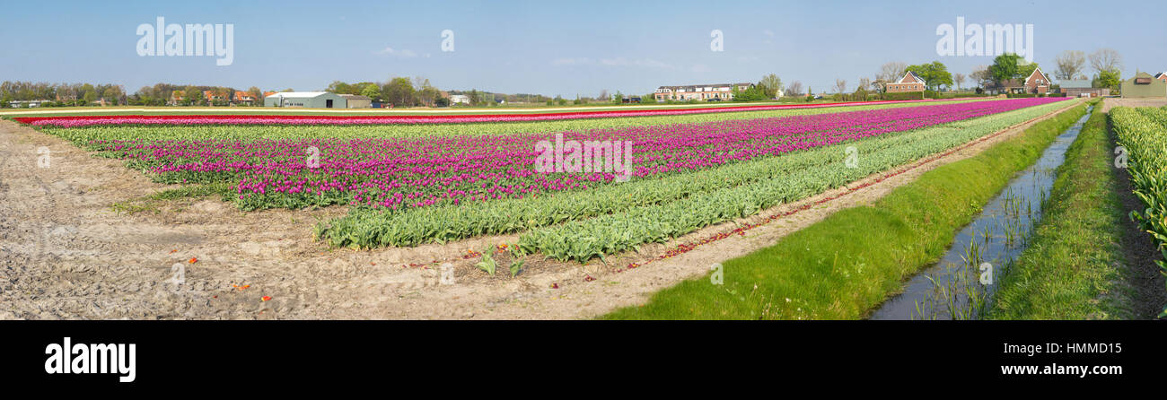 Blooming tulip fields in a dutch landscape in the Netherlands Stock ...