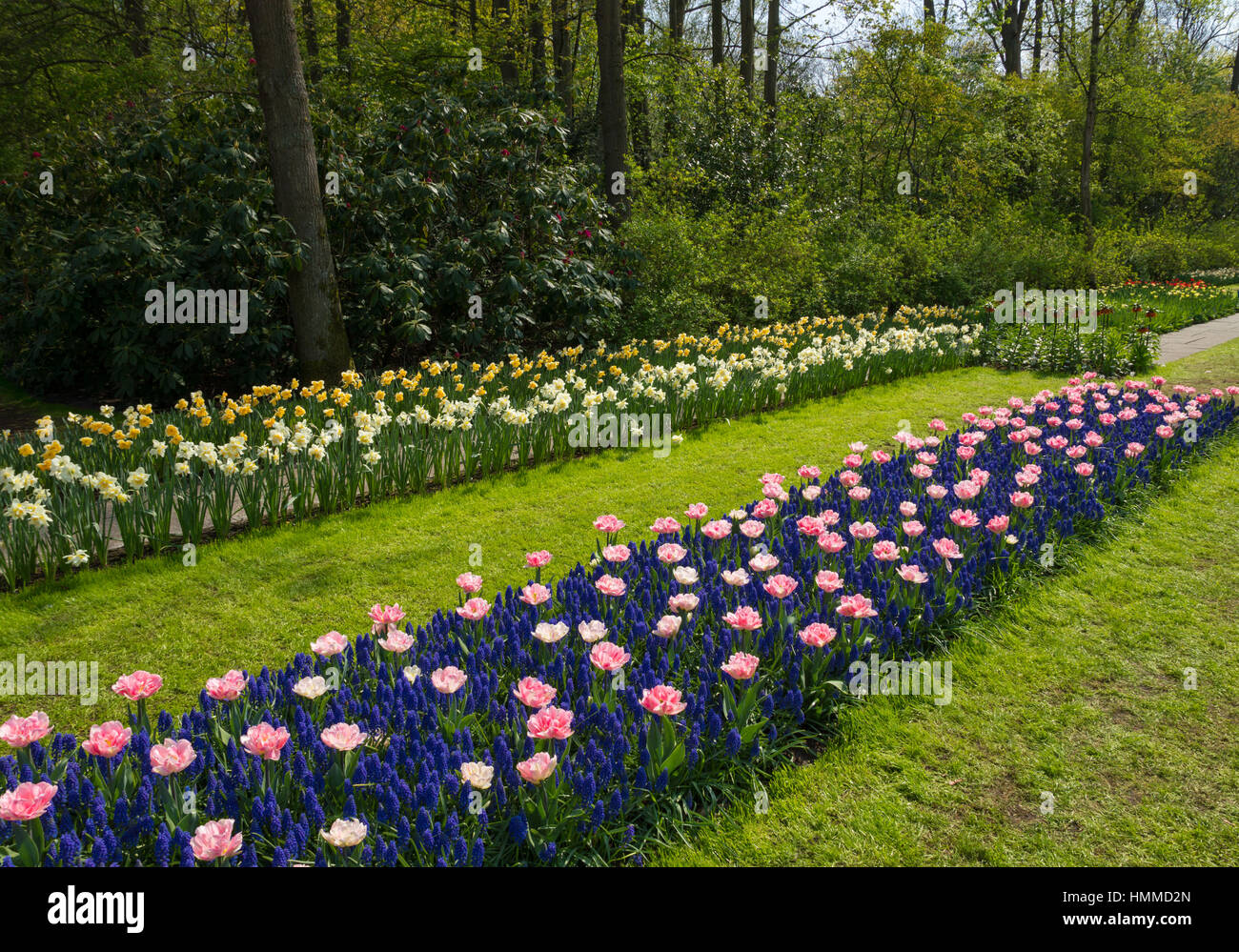 Blooming flowers in Keukenhof park in the Netherlands Stock Photo - Alamy