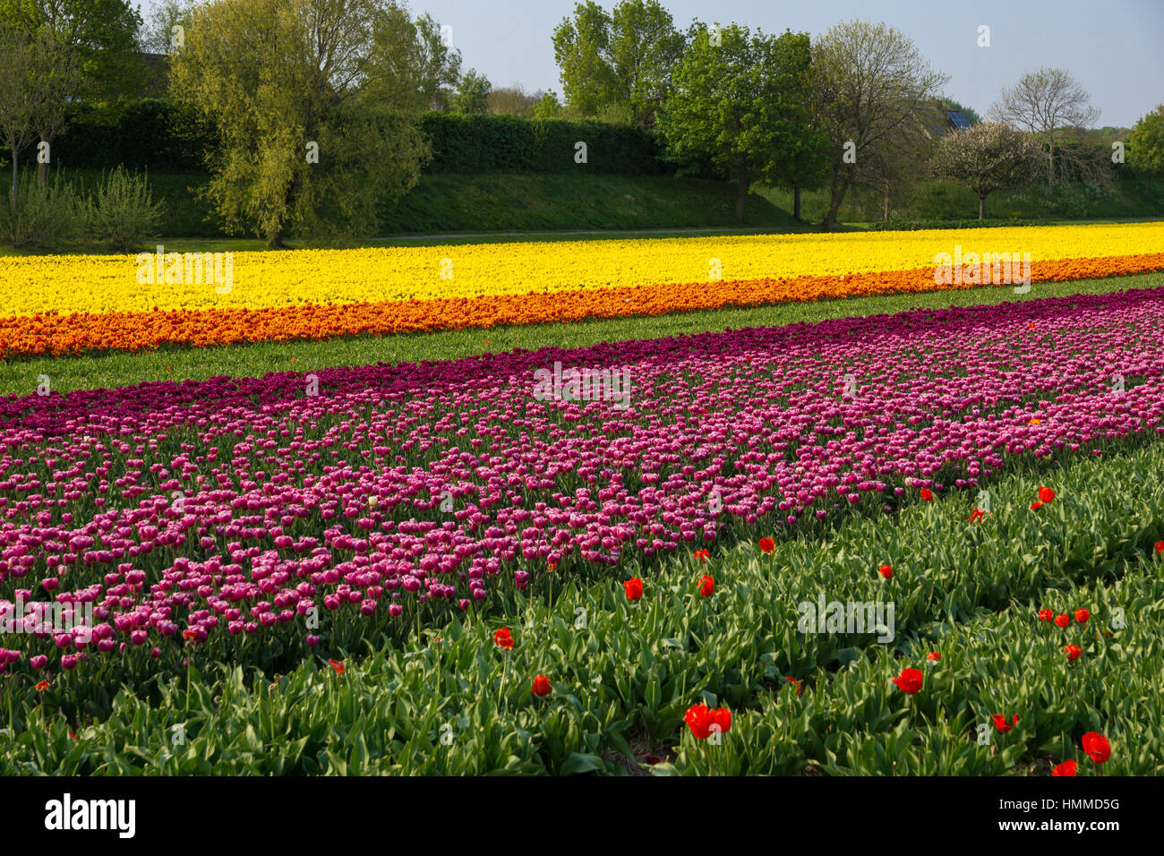 Blooming tulip fields in a dutch landscape in the Netherlands Stock ...