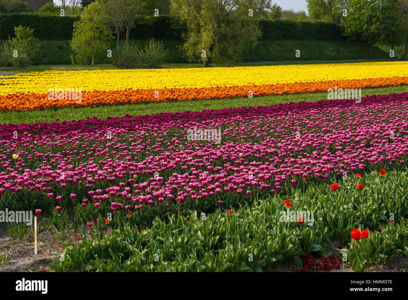 Blooming tulip fields in a dutch landscape in the Netherlands Stock ...